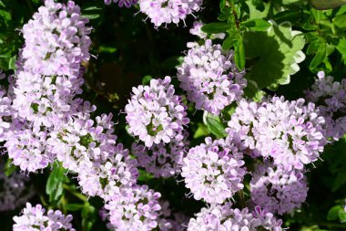 Leylak ağaçları bahçede çiçek açarlar.