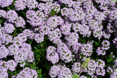 Leylak ağaçları bahçede çiçek açarlar.