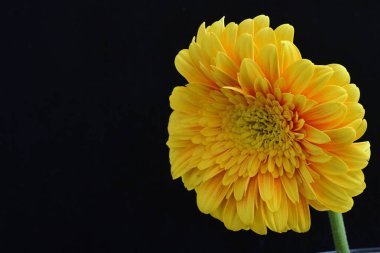 Güzel Gerbera çiçeği siyah arkaplanda 