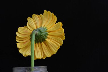 Güzel Gerbera çiçeği siyah arkaplanda 