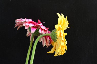 İki Gerbera çiçeğini kapayın. 