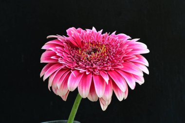 Güzel Gerbera çiçeği siyah arkaplanda 