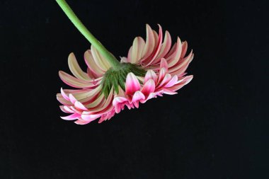 Güzel Gerbera çiçeği siyah arkaplanda 