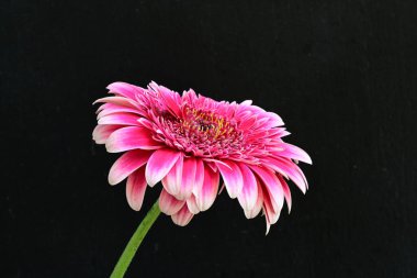 Güzel Gerbera çiçeği siyah arkaplanda 