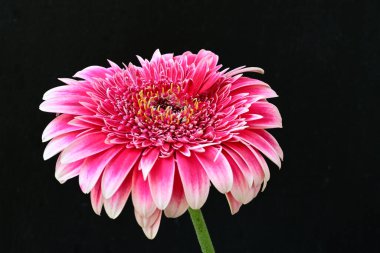 Güzel Gerbera çiçeği siyah arkaplanda 