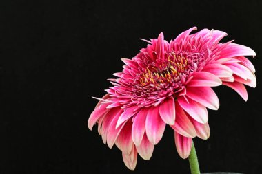 Güzel Gerbera çiçeği siyah arkaplanda 