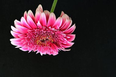 Güzel Gerbera çiçeği siyah arkaplanda 