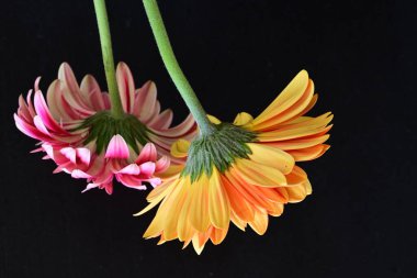 İki Gerbera çiçeğini kapayın. 