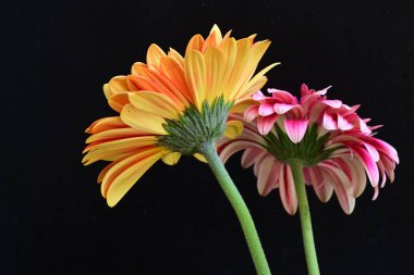 İki Gerbera çiçeğini kapayın. 