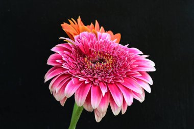 İki Gerbera çiçeğini kapayın. 