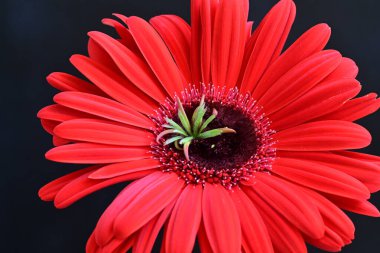 Güzel Gerbera çiçeği siyah arkaplanda 