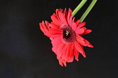 Büyüleyici Gerbera çiçeklerini kapatın.