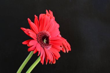 Büyüleyici Gerbera çiçeklerini kapatın.
