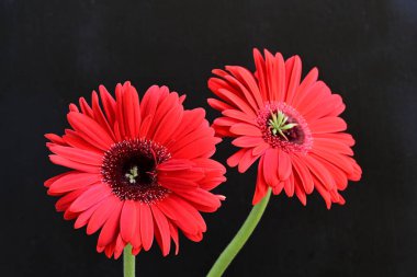 Büyüleyici Gerbera çiçeklerini kapatın.