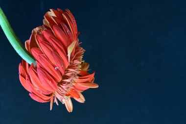 Siyah arkaplanda solmuş kırmızı Gerbera çiçeği