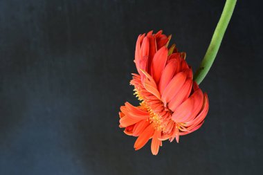 Siyah arkaplanda kırmızı Gerbera çiçeği