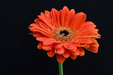 Siyah arkaplanda kırmızı Gerbera çiçeği
