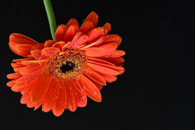 Siyah arkaplanda kırmızı Gerbera çiçeği