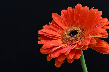 Siyah arkaplanda kırmızı Gerbera çiçeği