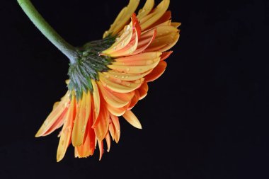 Güzel Gerbera çiçeği, yaz konsepti, yakın görüş.