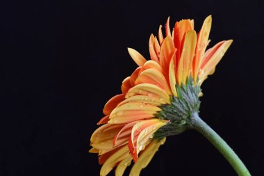 Gerbera çiçeği siyaha yakın. 