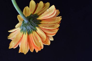 Gerbera çiçeği siyaha yakın. 