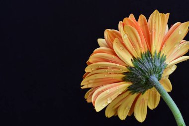 Gerbera çiçeği siyaha yakın. 