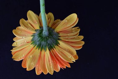 Gerbera çiçeği siyaha yakın. 