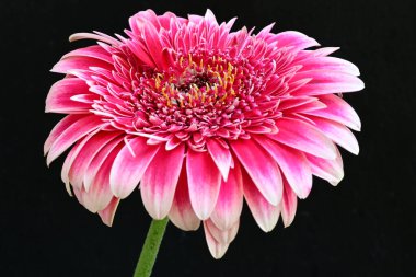 Gerbera çiçeği siyaha yakın. 