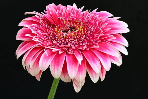 Gerbera çiçeği siyaha yakın. 