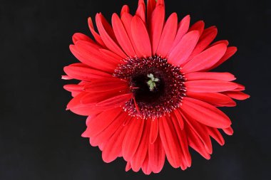 Siyah arkaplanda kırmızı Gerbera çiçeği