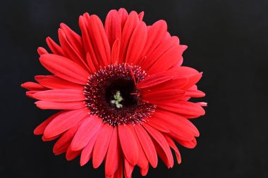 Siyah arkaplanda kırmızı Gerbera çiçeği