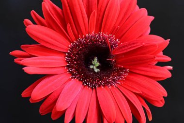 Siyah arkaplanda kırmızı Gerbera çiçeği