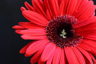 Siyah arkaplanda kırmızı Gerbera çiçeği
