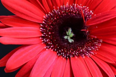Siyah arkaplanda kırmızı Gerbera çiçeği