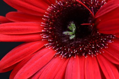 Siyah arkaplanda kırmızı Gerbera çiçeği