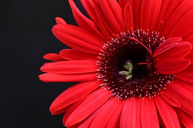 Siyah arkaplanda kırmızı Gerbera çiçeği