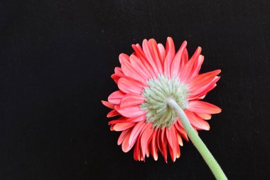 Siyah arkaplanda kırmızı Gerbera çiçeği
