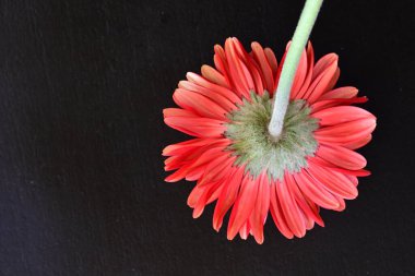 Siyah arkaplanda kırmızı Gerbera çiçeği