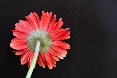 Siyah arkaplanda kırmızı Gerbera çiçeği