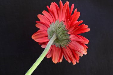 Siyah arkaplanda kırmızı Gerbera çiçeği
