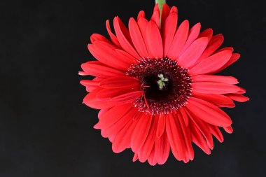 Siyah arkaplanda kırmızı gerbera çiçeği 