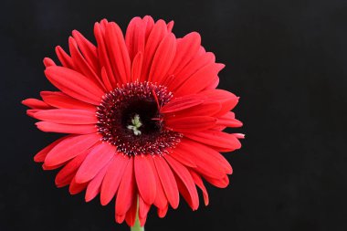 Siyah arkaplanda kırmızı gerbera çiçeği 