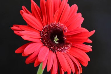 Siyah arkaplanda kırmızı gerbera çiçeği 