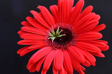 Siyah arkaplanda kırmızı gerbera çiçeği 