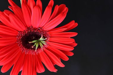 Siyah arkaplanda kırmızı gerbera çiçeği 
