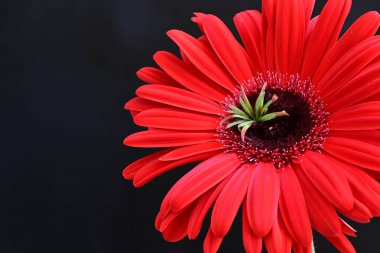 Siyah arkaplanda kırmızı gerbera çiçeği 