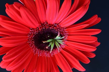 Siyah arkaplanda kırmızı gerbera çiçeği 