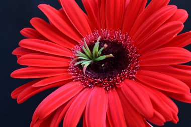 Siyah arkaplanda kırmızı Gerbera çiçeği