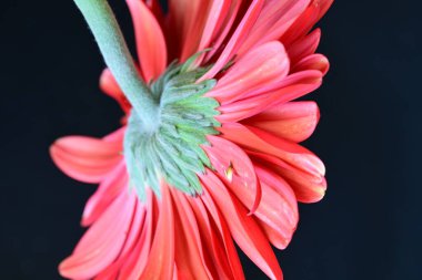 Siyah arkaplanda kırmızı Gerbera çiçeği